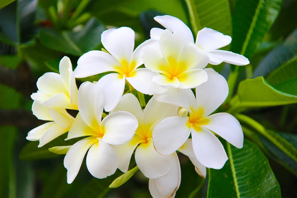 Tiare flower