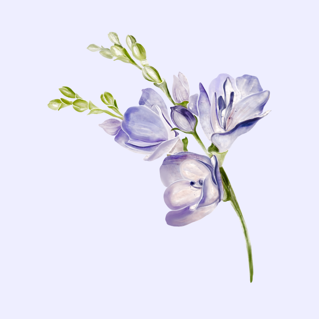 Freesia flower