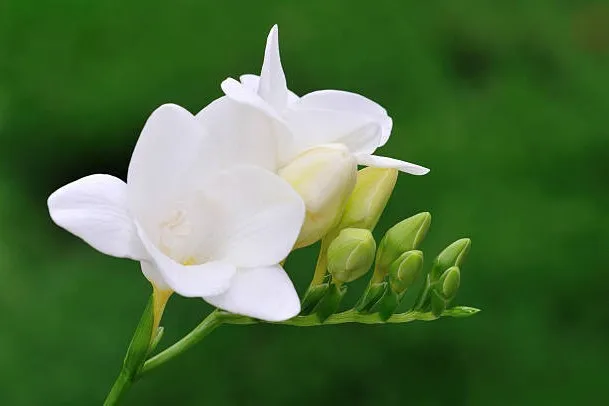 Freesia Flower