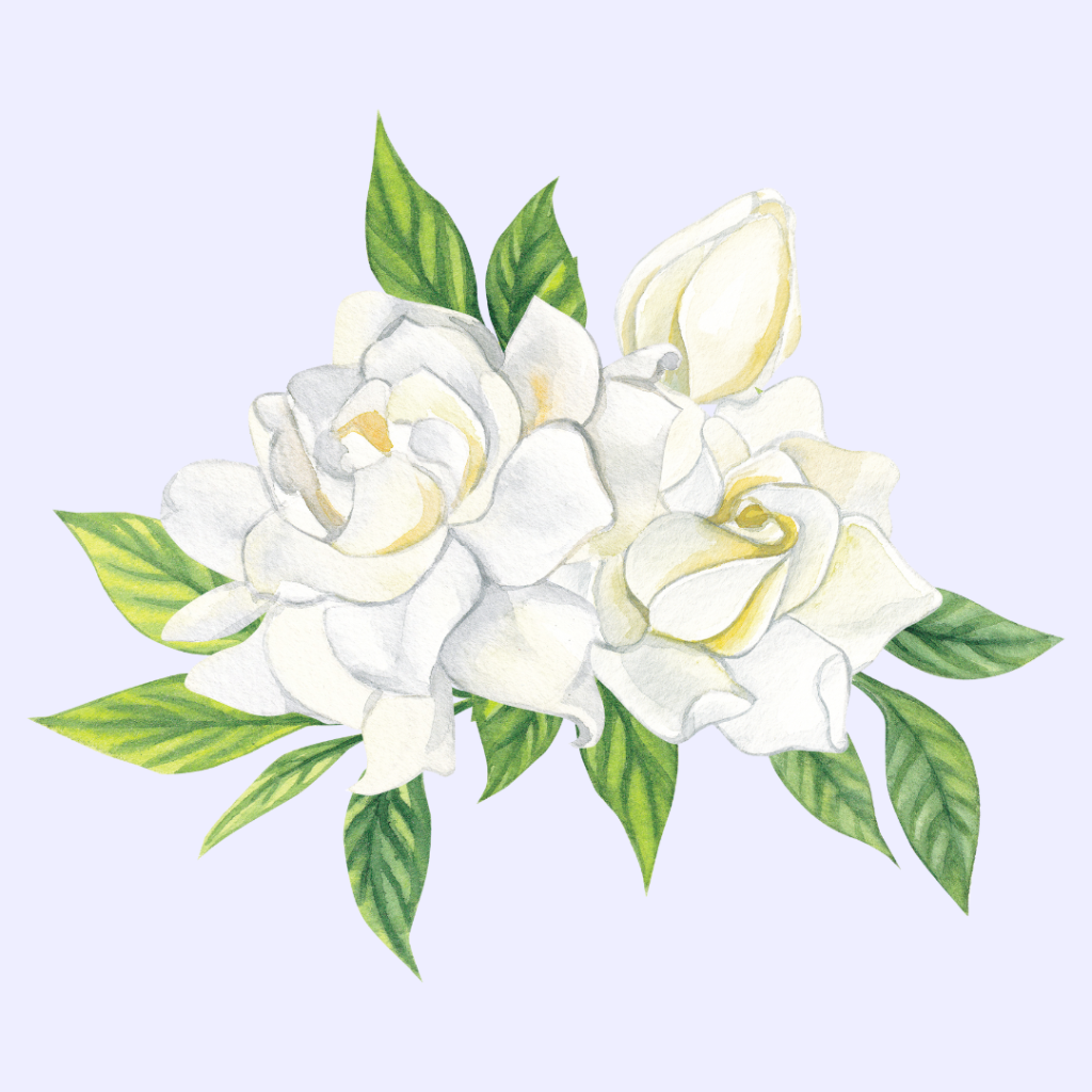 Gardenia Flower