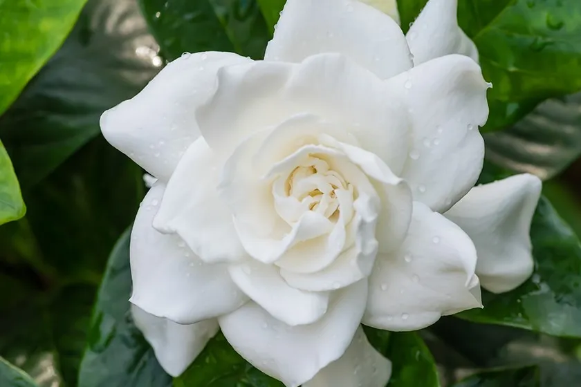 Gardenia Flower
