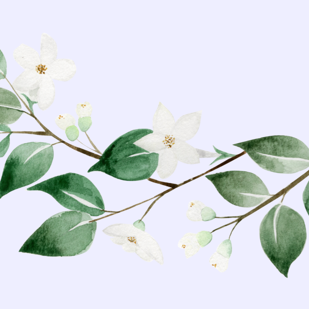 Jasmin Flower