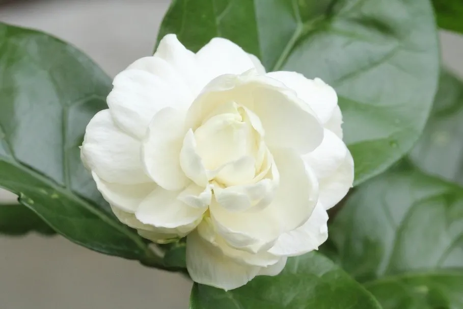 Jasmin Sambac Flower