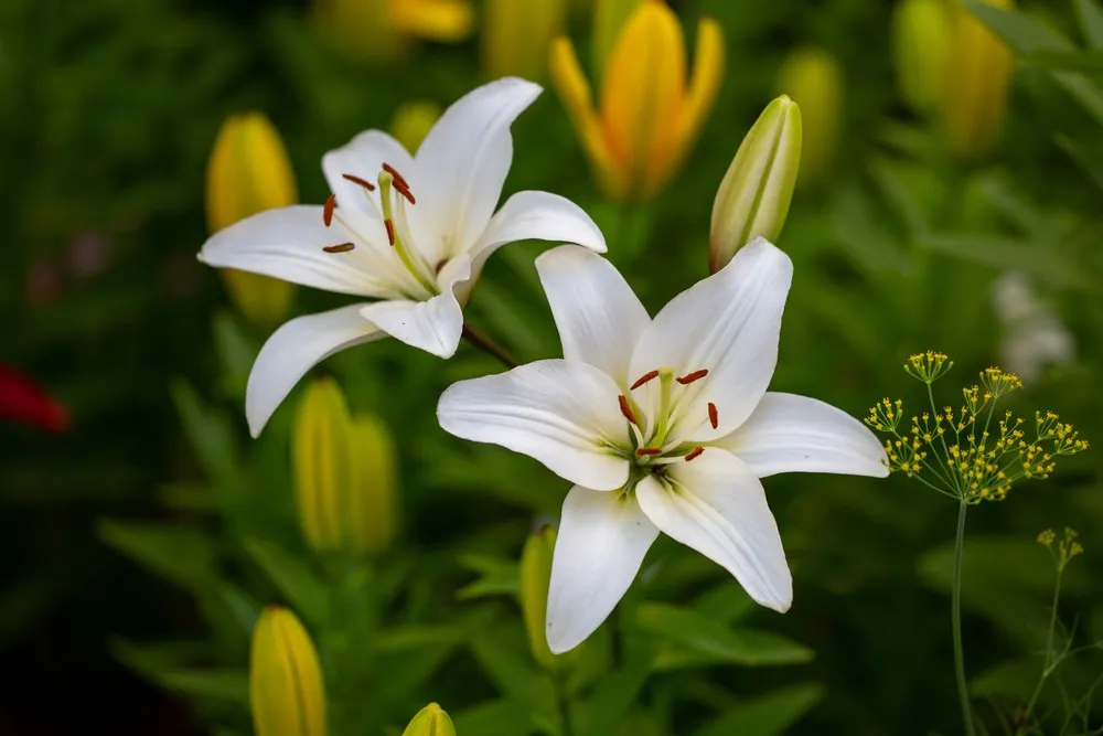 White Fleur-De-Lis
