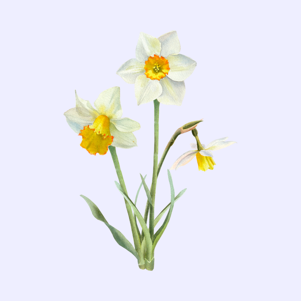 Daffodil Flower