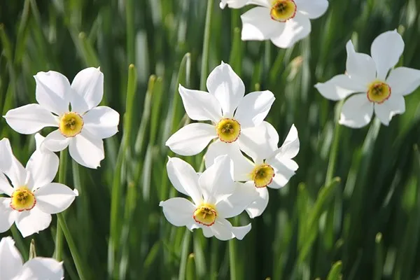 Daffodil Flower