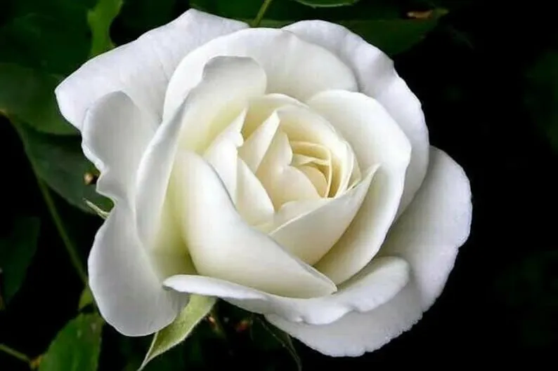 Rose Flower