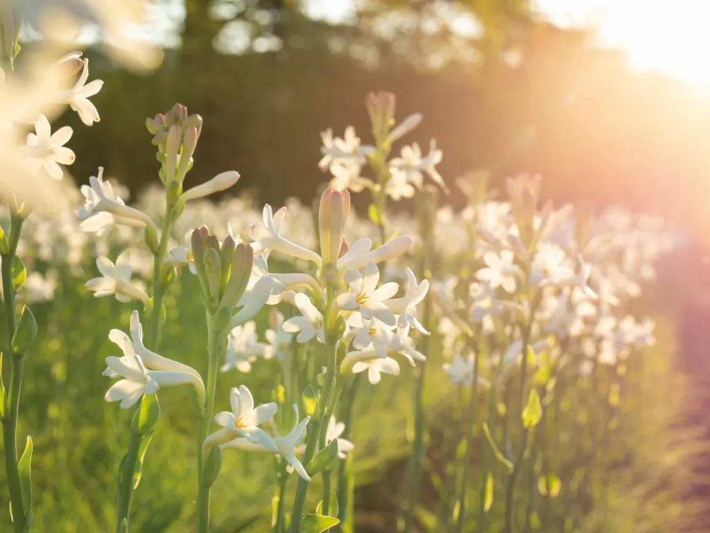 Tiare flower
