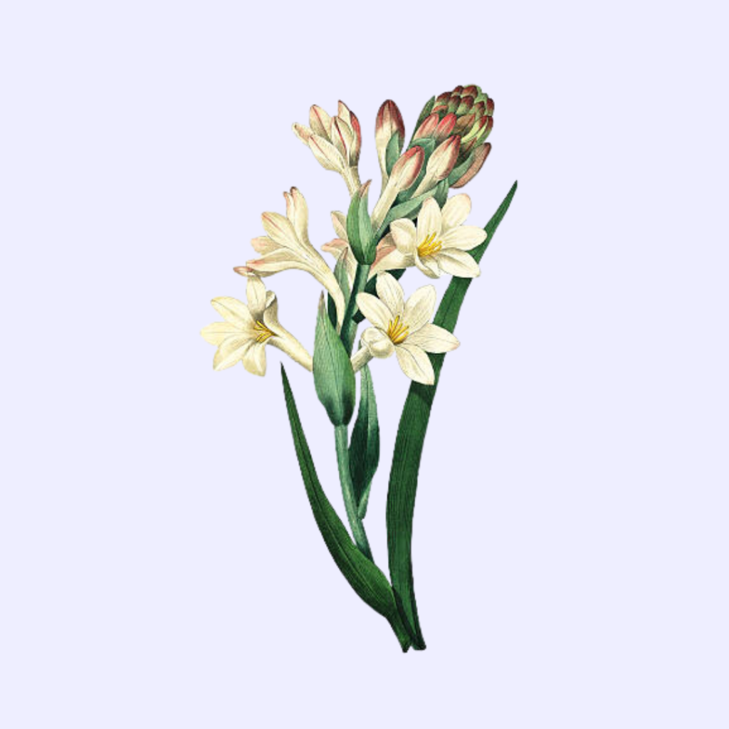 Tuberose Flower
