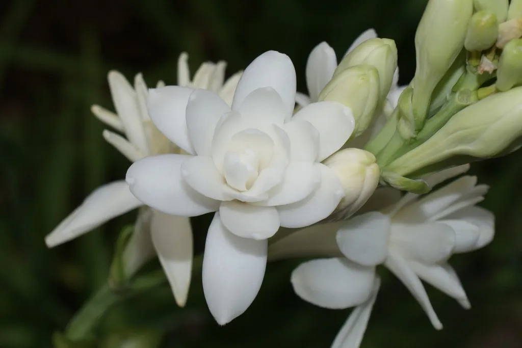 Tuberose Flower